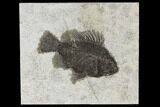 Fossil Fish (Cockerellites) - Green River Formation #114296-1